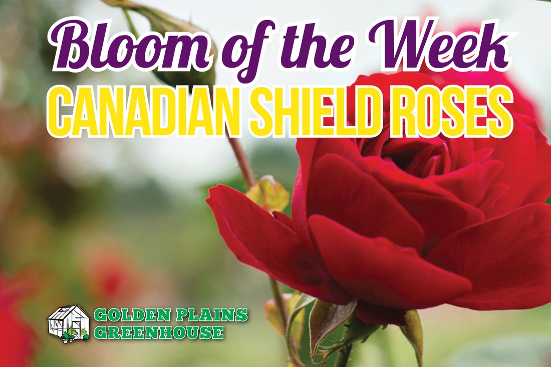 Bloom Of The Week Canadian Shield Roses Golden Plains Greenhouse