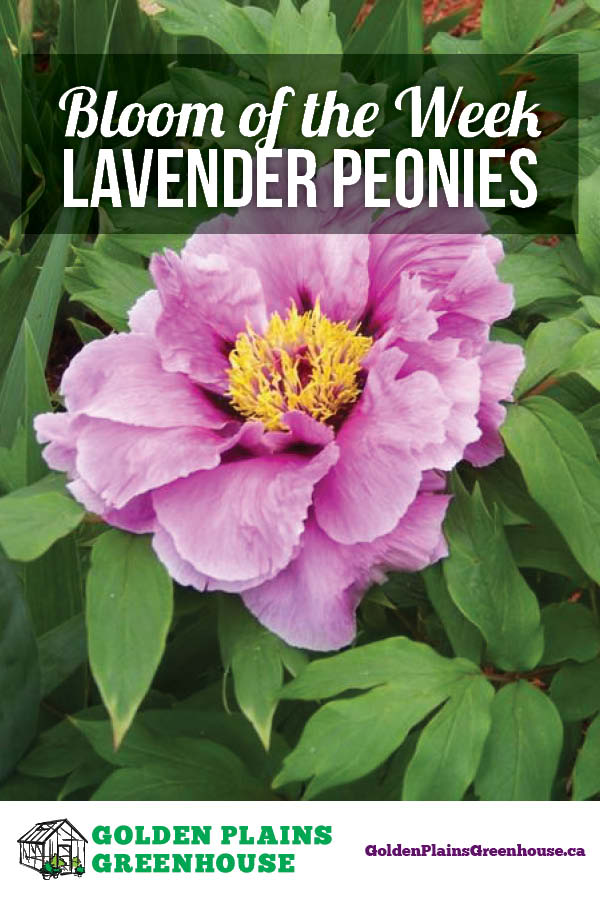 Bloom of the Week: Lavender Peonies