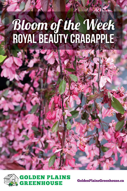 Bloom of the Week - Royal Beauty Crabapple