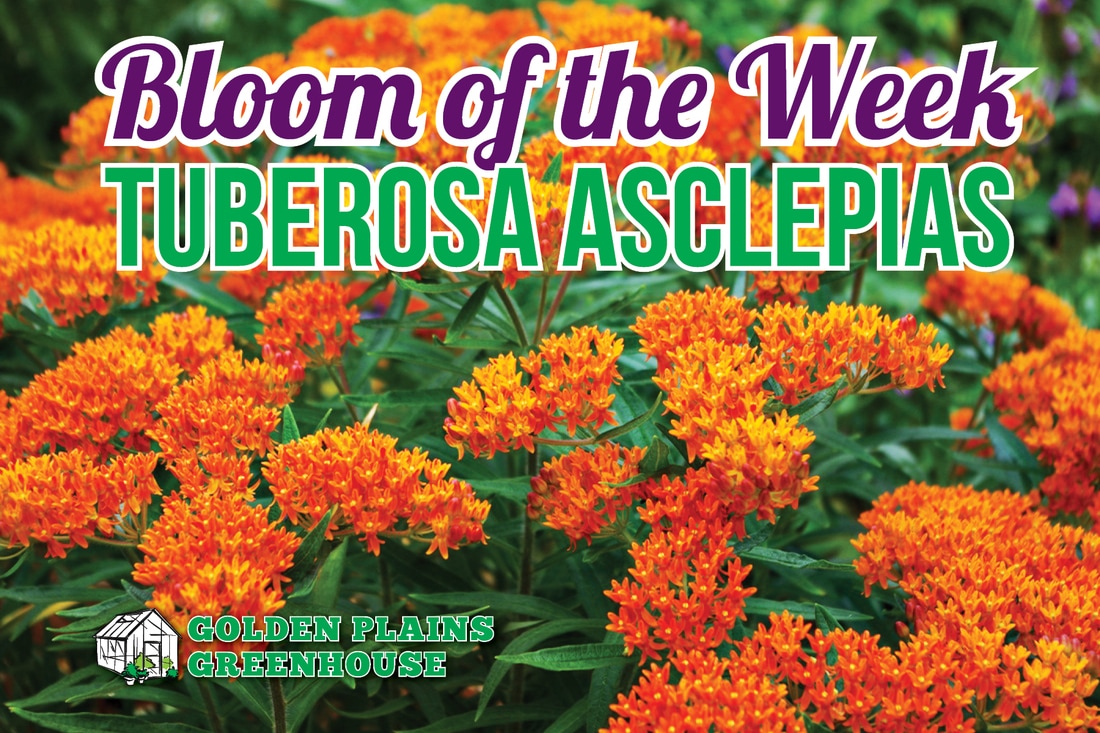 Asclepias, Butterfly Weed, Tuberosa