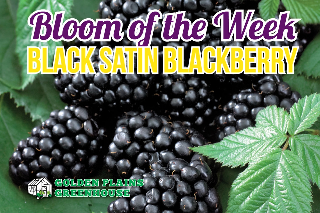 Bloom of the Week, Blackberry, Black Satin, Thornless