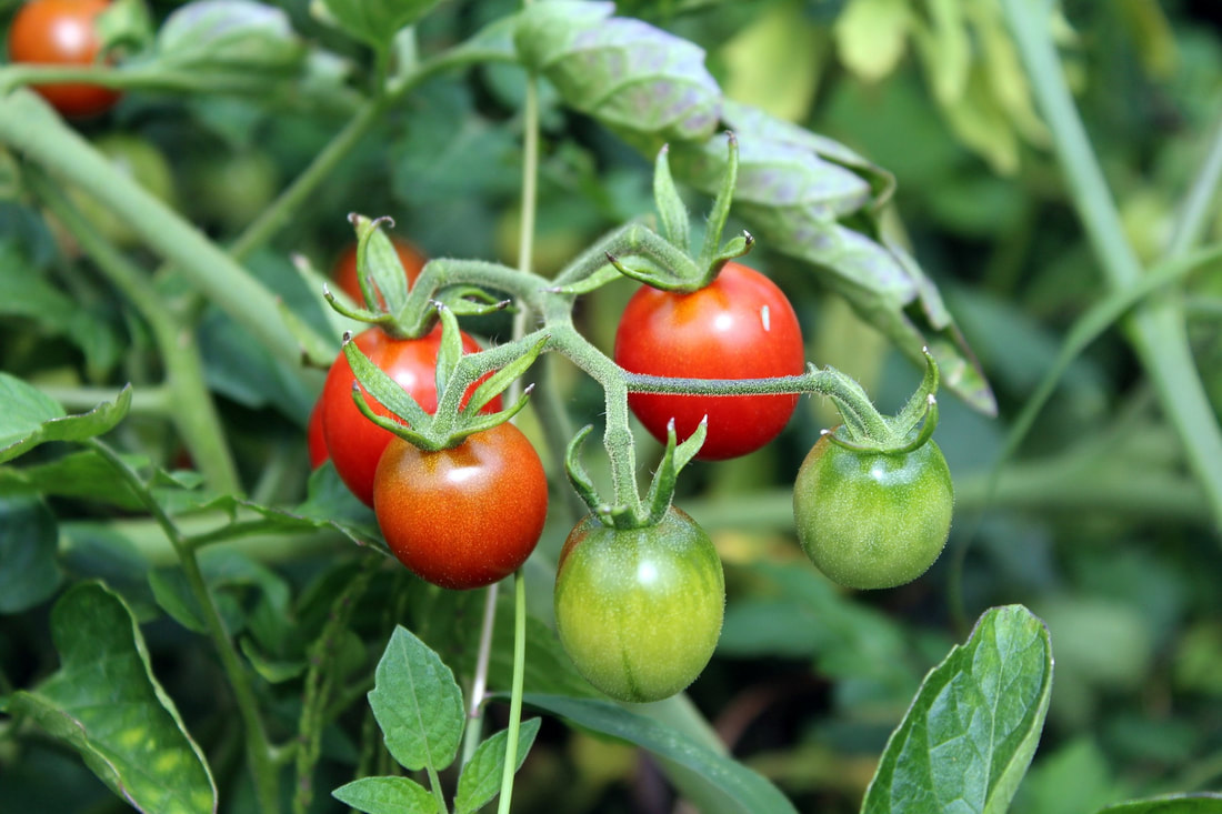 Quick Tip - Planting Tomatoes